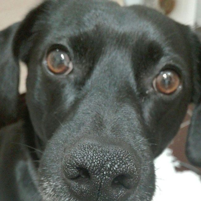  Portafedi a 4 zampe - 1