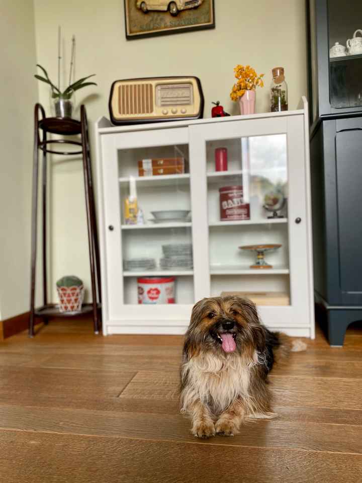 Ci presentate i vostri animali? 🐕 - 1