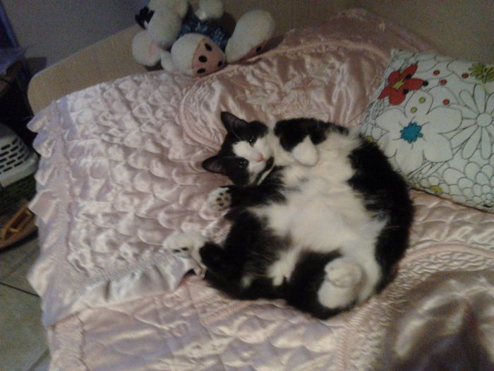 Too cute: i vostri amici animali - 4