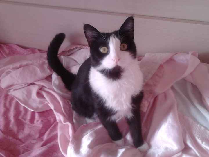 Too cute: i vostri amici animali - 1