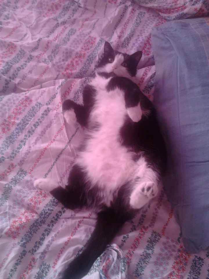 Too cute: i vostri amici animali - 2