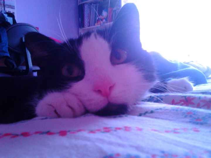 Too cute: i vostri amici animali - 3