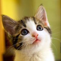 sos parrucchiera - 1