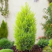 Alberi per esterno Chiesa