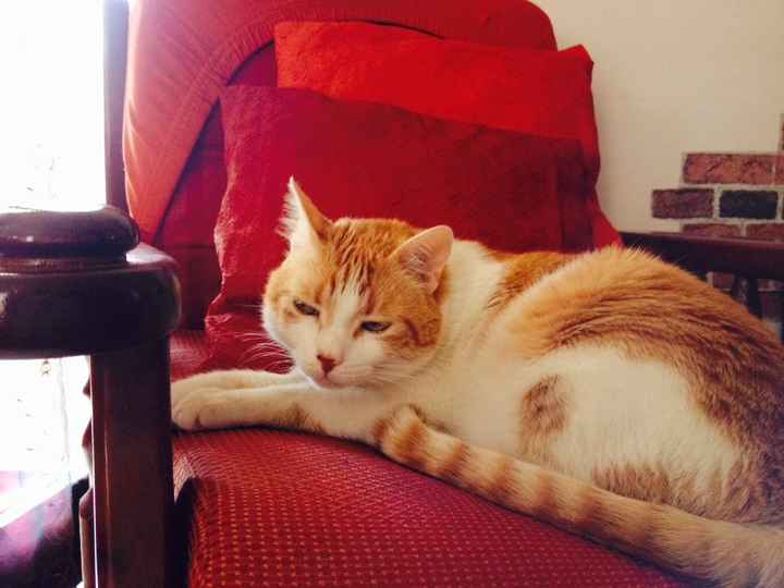 I nostri amici animali.. - 1