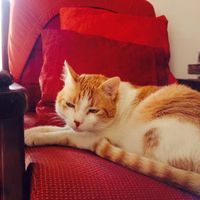 I nostri amici animali.. - 1