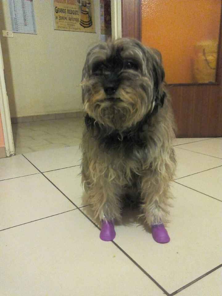 Vivere anche con un amico a quattro zampe... - 1