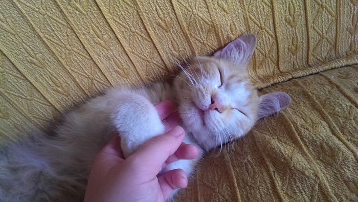 Ecco il mio piccolo Bonnie