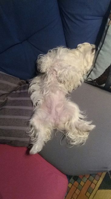 Se non ci fossero loro... - 1