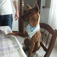 Too cute: i vostri amici animali - 1