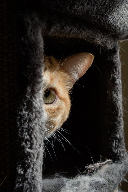 il nostro micio Simba 