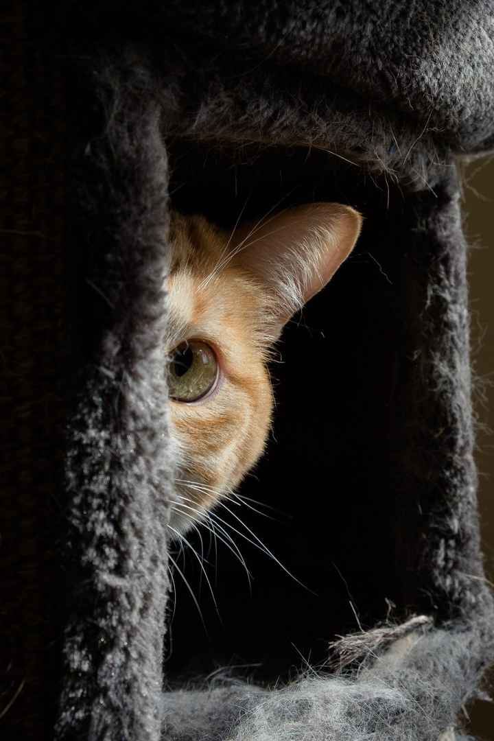 il nostro micio Simba 