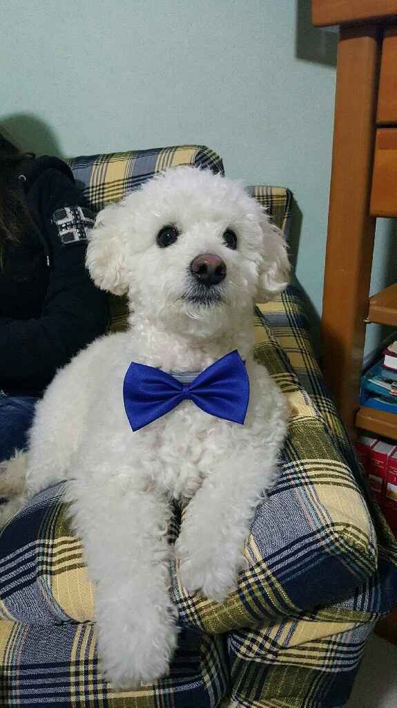 Idea x come vestire il mio pelosetto il gg delle mie nozze - 1