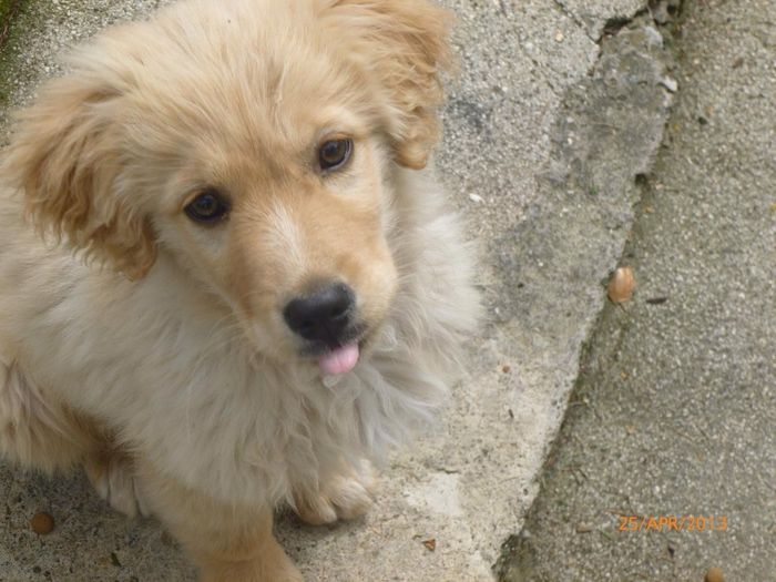 Too cute: i vostri amici animali - 0