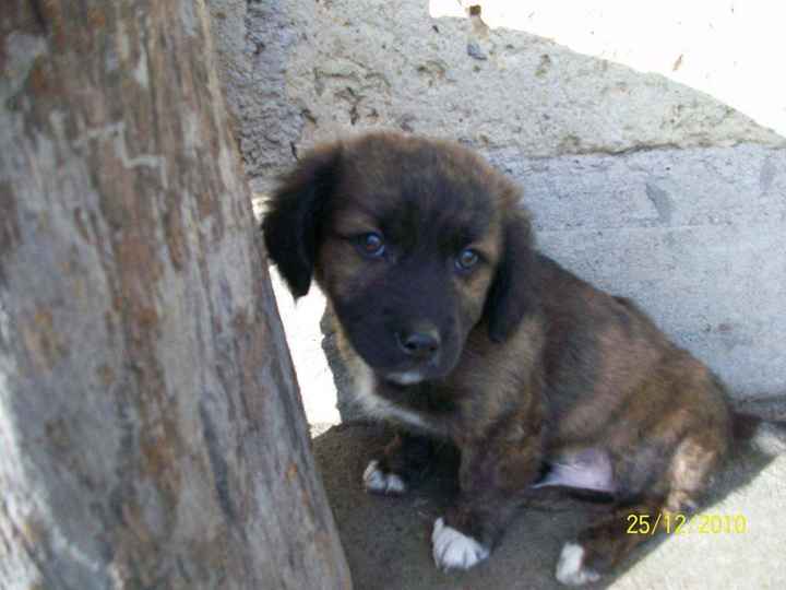 Too cute: i vostri amici animali - 8