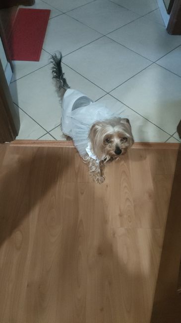 Look cani al matrimonio - 1