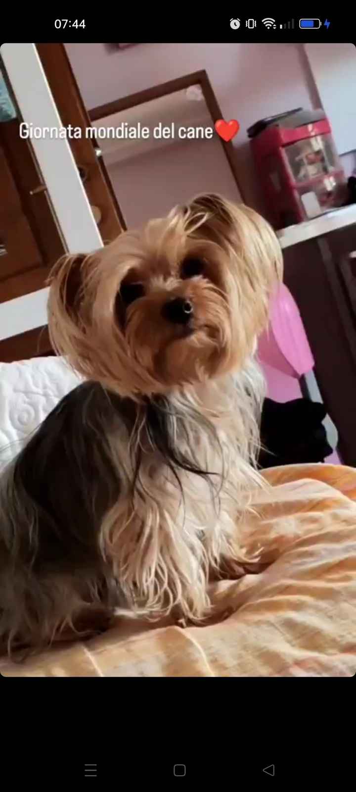 Matrimonio e compagni pelosi - 1