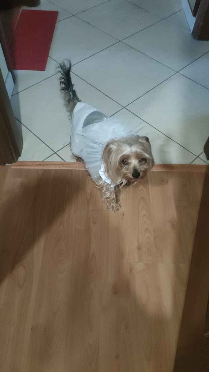 Look cani al matrimonio - 1