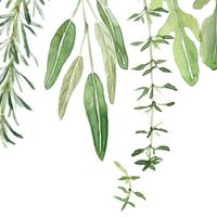 Piante Aromatiche...Il nostro tema