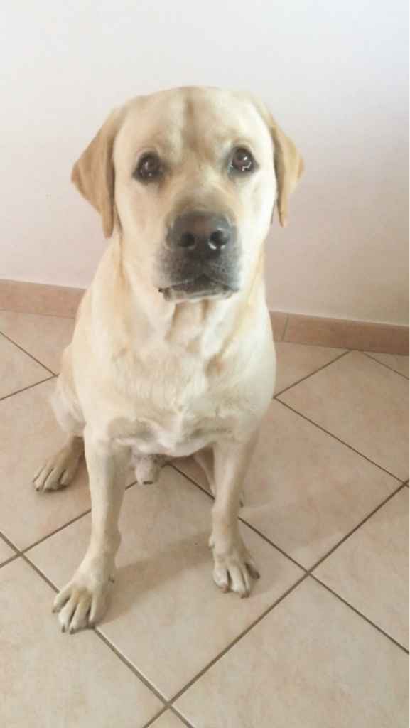 Il nostro cagnolino il gg delle nozze - 1