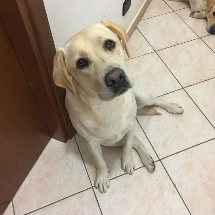 Il nostro cagnolino il gg delle nozze - 2