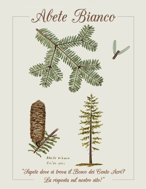 Centro tavola e tableau shabby e gatti 11