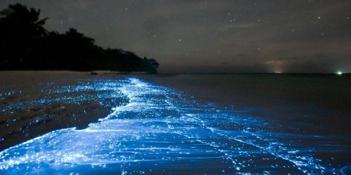 bioluminescenza