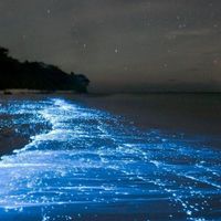 bioluminescenza