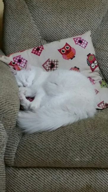 Solo la folletto funziona? - 1