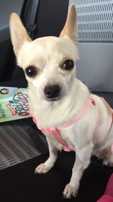 Convivenze pelose!🐶🐱🐹🐰 - 1