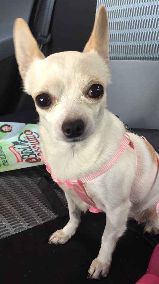 Convivenze pelose!🐶🐱🐹🐰 - 1