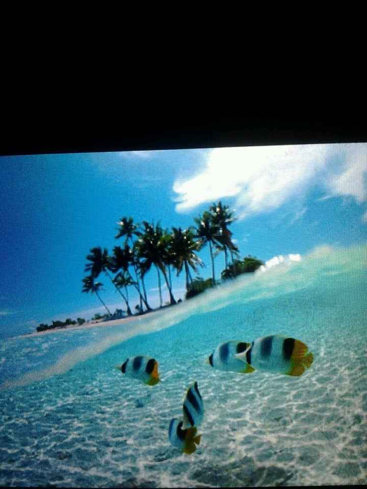 Viaggioo prenotato olee non vedo lora - 1