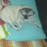 Alessio