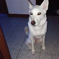 I vostri amici a 4 zampe parteciperanno al giorno delle nozze? 🐶 - 1