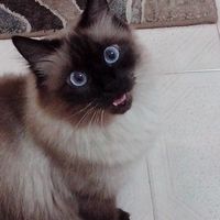 I vostri animaletti: ne avete qualcuno? - 1