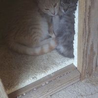 I nostri amici a 4 zampe - 1