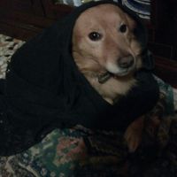 I nostri amici a 4 zampe - 2