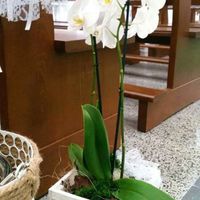 Allestimento chiesa - 6