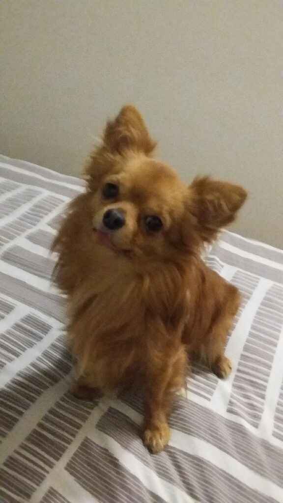 Chi di voi sposine ha dei cani ? - 1