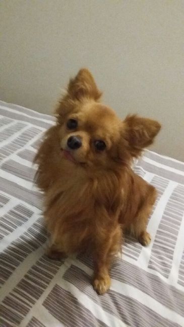 Chi di voi sposine ha dei cani ? - 1