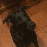 Porterete in viaggio di nozze i vostri amici a 4 zampe? 🐾 - 1