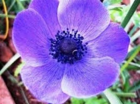 anemone viola