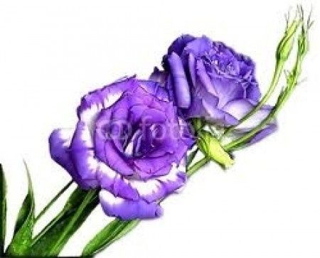 lisianthus viola