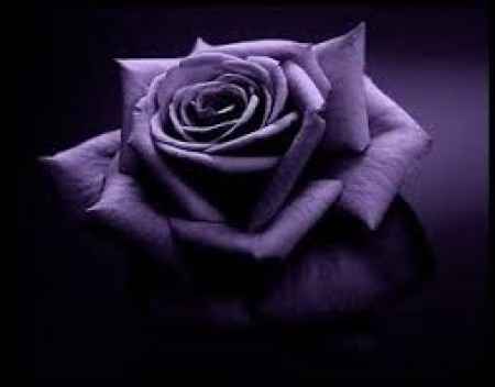 rosa viola