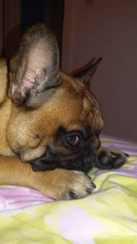  Un cucciolo come paggetto - 1