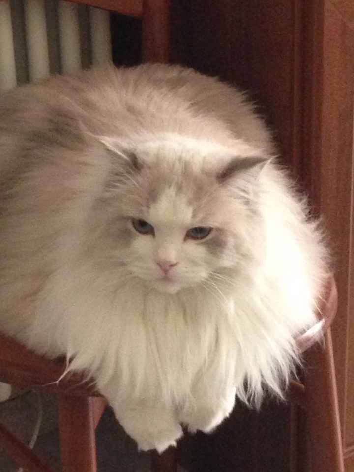 Pelosi alla riscossa! :) chi portera' il suo amico peloso al matrimonio? - 1