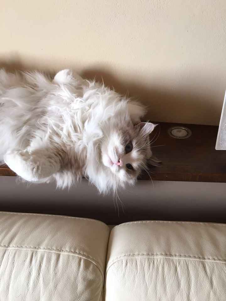 Vi presento nina! - 1