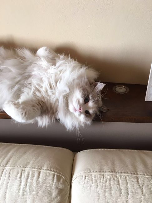 Vi presento nina! - 1