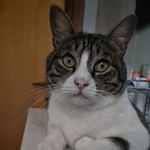 Debora