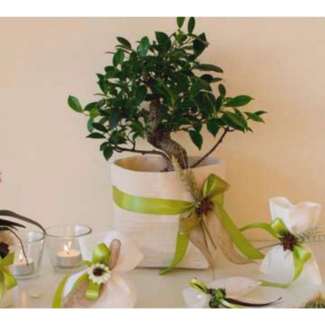 Bomboniera bonsai